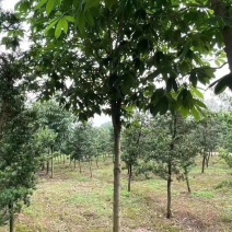七叶树批量供应，冠幅饱满，5-13公分有货