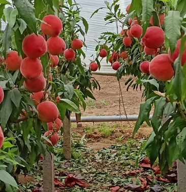 [春雪桃批发]大棚春雪毛桃正月十五上市以后每天大量有货价格24.