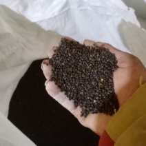 出售黄芪种子有要联系我
