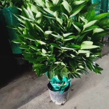 平安树自己种植无中间赚差价诚邀合作经验丰富年销量极大