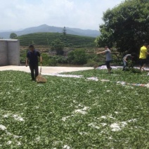武夷岩茶全国招商厂家授权直销店招商微线：MHD9188
