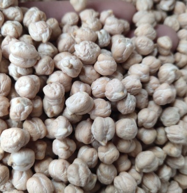 鹰嘴豆 药用鹰嘴豆回鹘豆 天麻籽桃豆 鸡豆 无硫带抓中药