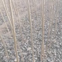 107杨树苗无絮杨树苗