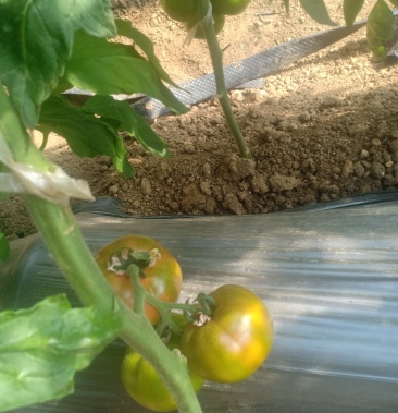 娄敬庵口感型杠六九西红柿