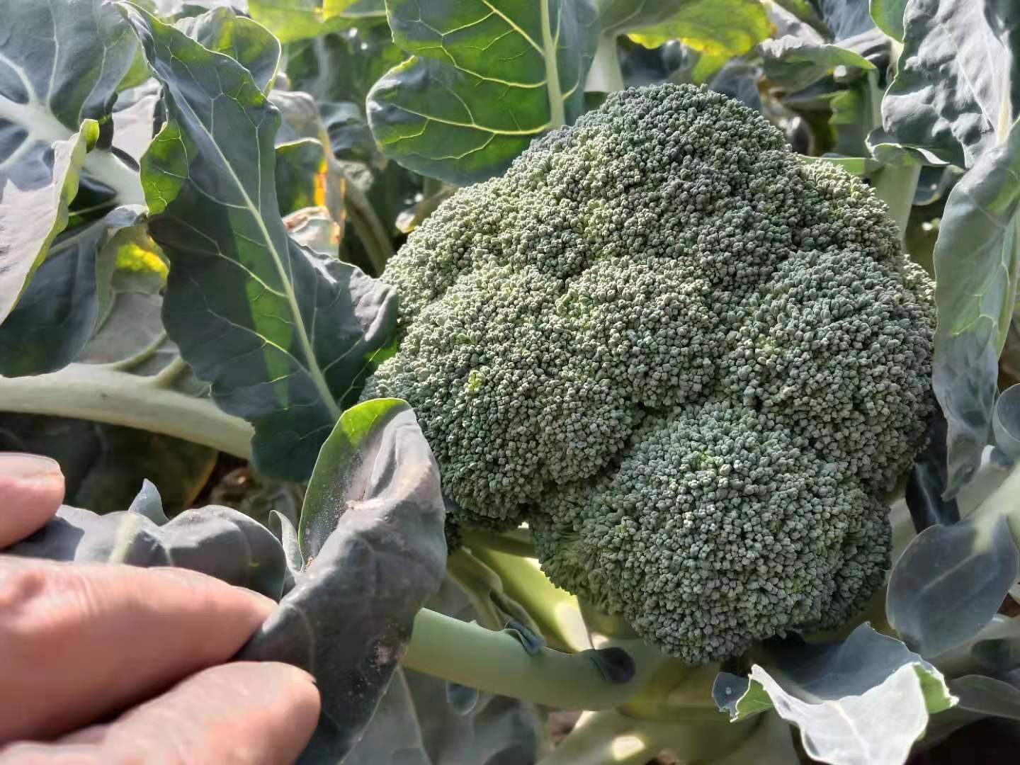 纪实风格摄影:展现西兰花从田间到餐桌的源头影像,左侧为有机种植环境下的健壮植株生长状态,右侧为清晨人工精采环节,强调自然农法、无农药残留与可持续农业实践 西兰花生长与采收过程图:左侧为温室中茂盛生长的西兰花植株(叶片宽大深绿、主花球初现),右侧为农民手工采摘特写(戴手套的手托起饱满花球,背景可见晨雾与湿润土壤)