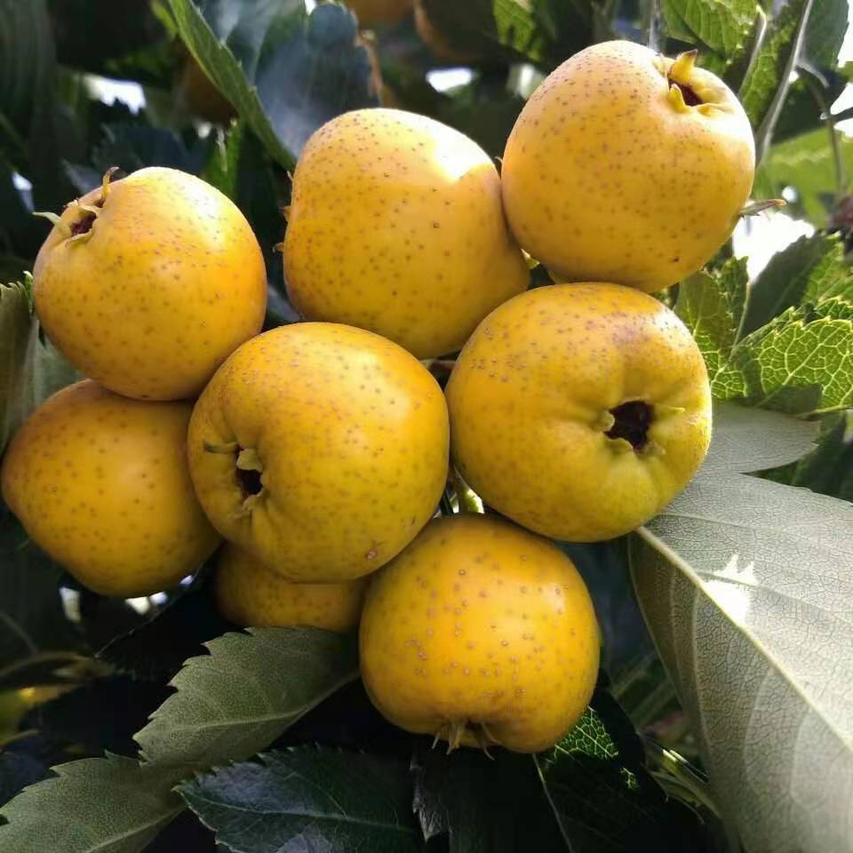 [山楂批发]黄山楂 甜口山楂 保质量保品种,口感好,精品大果价格5.