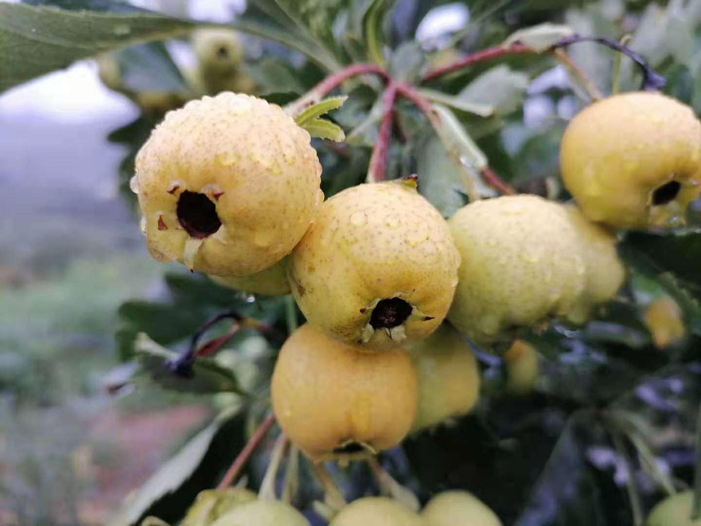 [山楂批发]黄山楂 甜口山楂 保质量保品种,口感好,精品大果价格5.