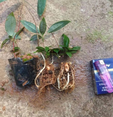 土茯苓苗广东土茯苓苗