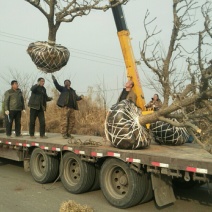 15-20山楂树，树型一级，工程苗！山西山楂树基地！