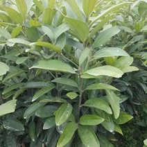 肉桂树苗2年苗30-80公分