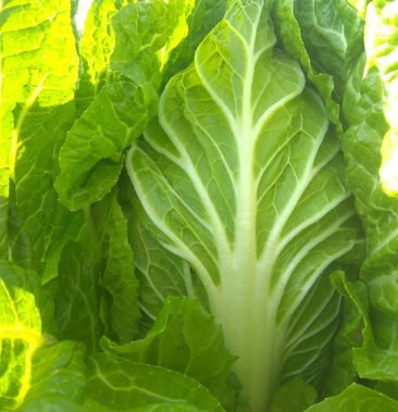 大地春王白菜(大批量环保云南)