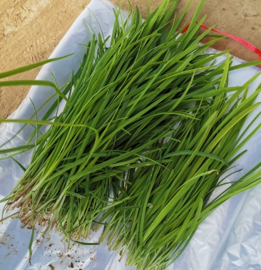 [韭菜批发]韭菜 紫色细根 韭菜山东 窄叶价格2.50元/斤 - 一亩田