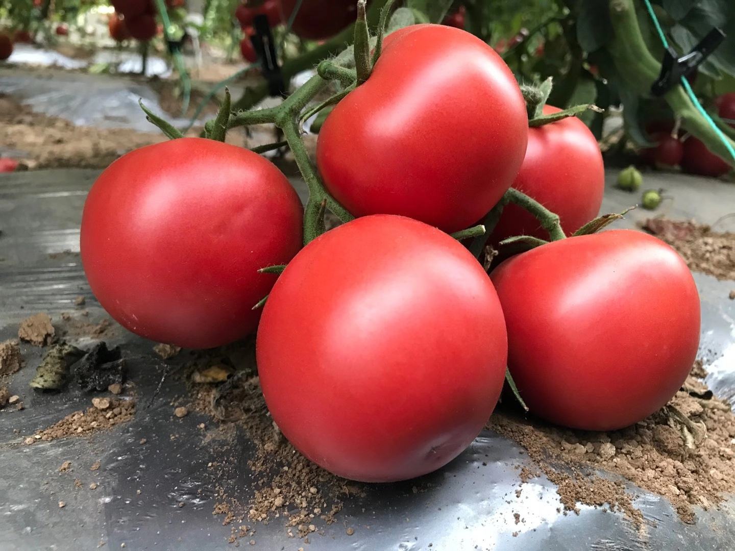 普罗斯旺西红柿生长在阳光充足的温室藤架上，藤蔓翠绿，果实饱满呈亮红色，部分果实带有微微泛黄的阳光斑纹，背景为清晨薄雾中的生态农场