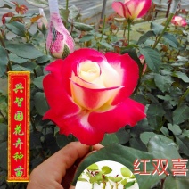 花卉种苗云南月季苗红双喜盆栽绿化工程苗