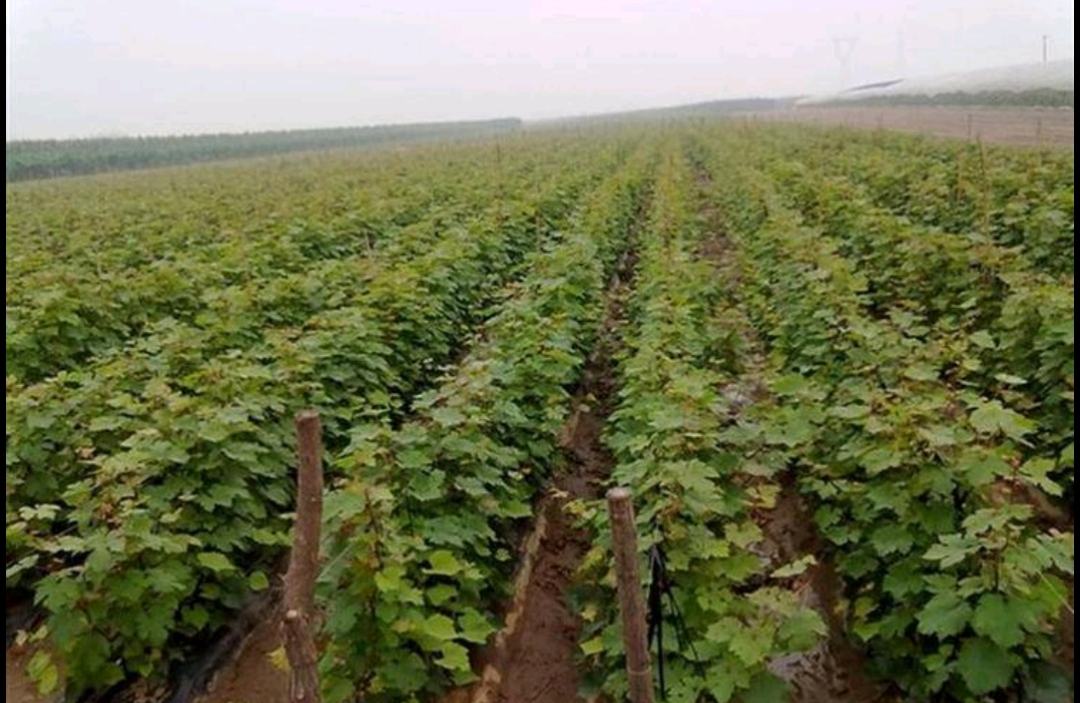 展示一片无籽葡萄种植园,葡萄藤整齐排列,果串垂挂,体现现代农业种植场景 无籽葡萄果园