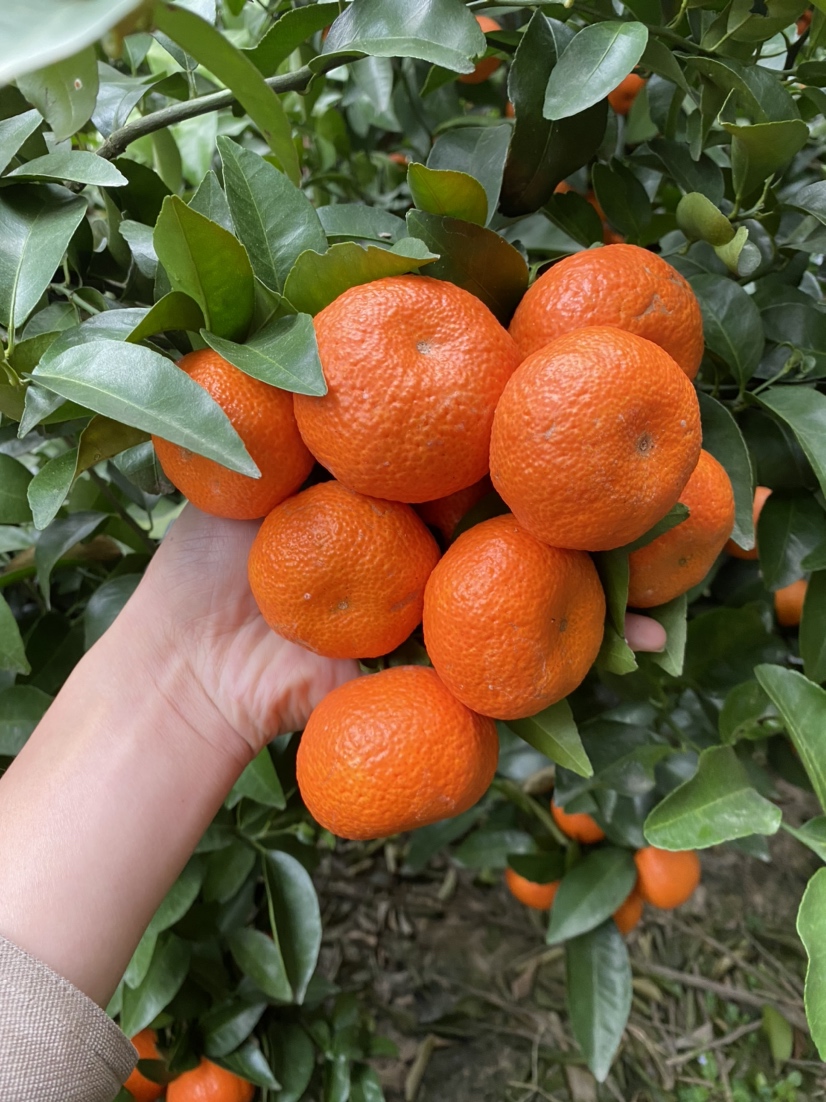 [沙糖桔批发]砂糖桔 中偏小 精品货!价格2.50元/斤 - 一亩田