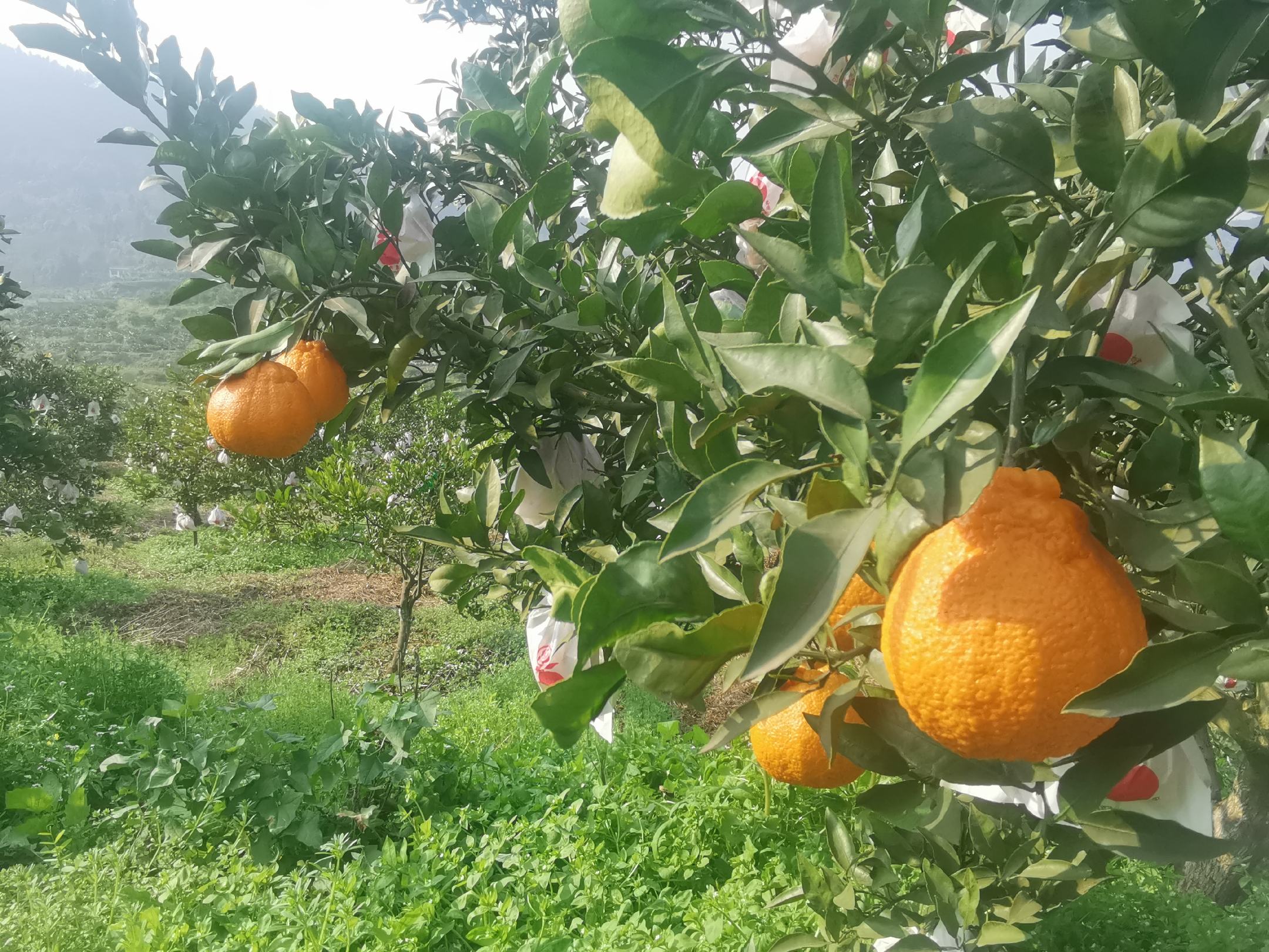 一片茂盛的不知火柑桔果园,工人正在进行夏季修剪与疏果作业,阳光透过树叶洒在果实上,地面铺设滴灌管道,体现现代化果园管理模式 不知火柑桔果园夏季管理场景