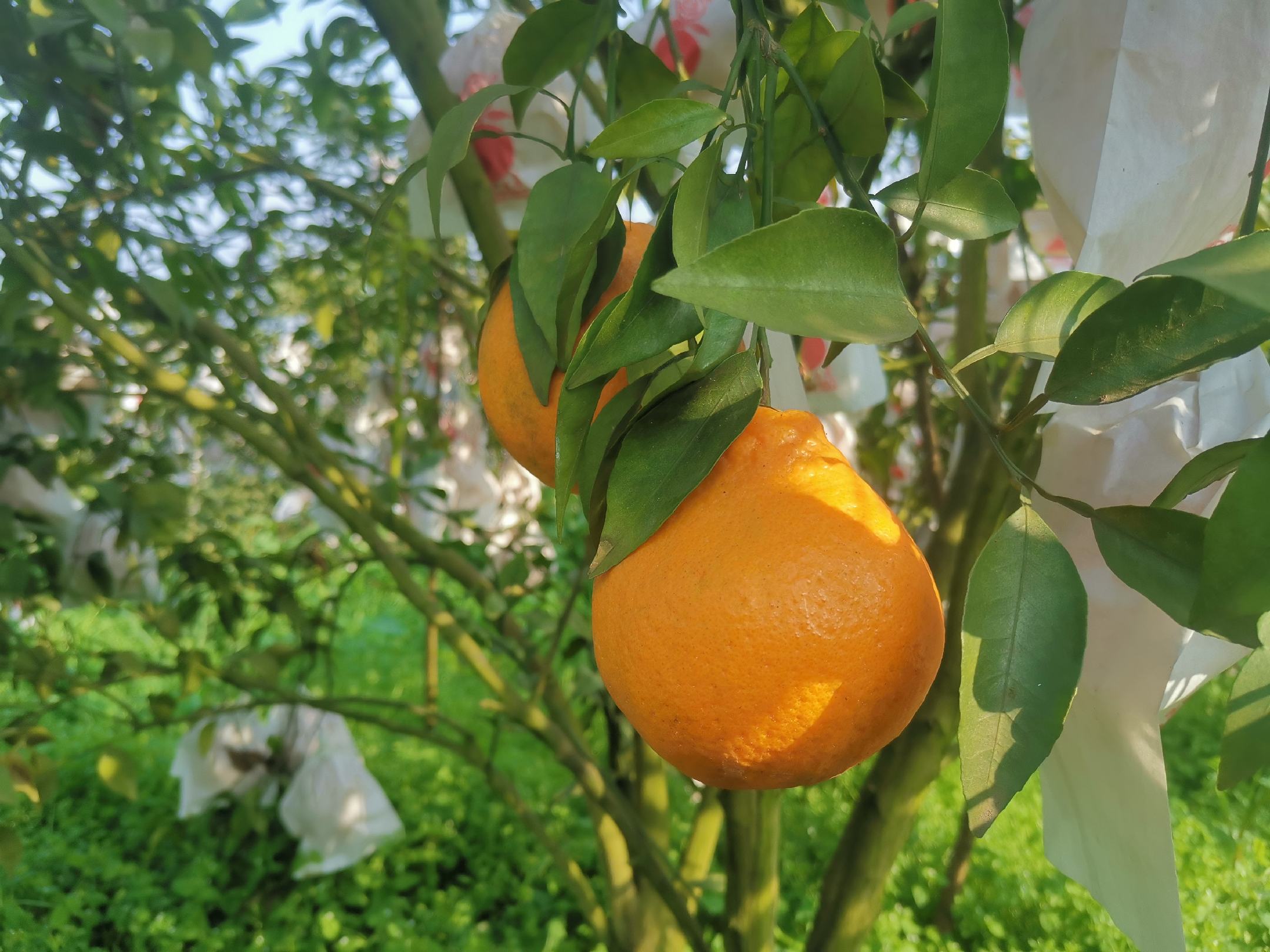 农户与技术人员在果园交流种植技术