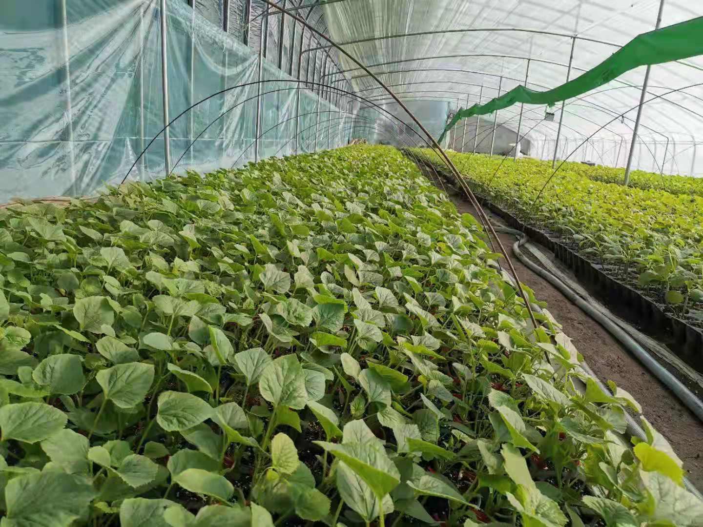 翠甜甜瓜种植基地