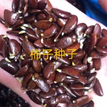 辽宁营口市鲅鱼圈区东升种苗现货供应沙藏开口发芽柿子种子