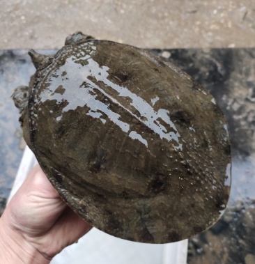 超大散养正宗土甲鱼水鱼团鱼