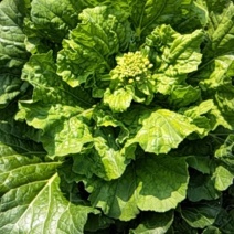 贵州白菜菜苔园地新鲜质量保证对接全国一条龙服务