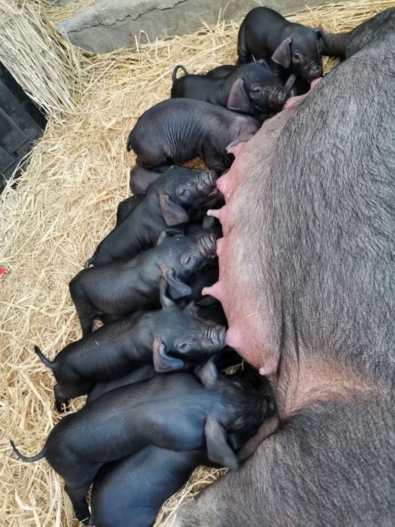 辽宁辽阳灯塔市活猪 5000.00元/头出售原种二花