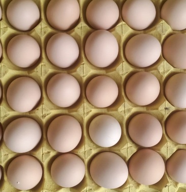 [粉蛋批发]每日供应新鲜粉鸡蛋5000斤价格200.00元/件 - 一亩田