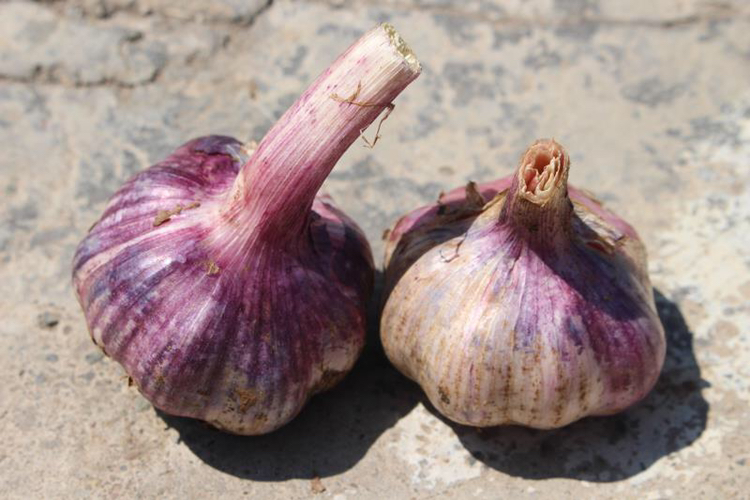 蒜苗怎么抽不断