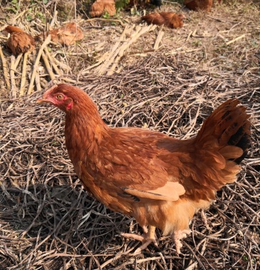 海兰褐蛋鸡出售啦!开春产蛋