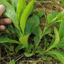 人参菜种子假人参飞来参野菜特菜种子露地大棚种植