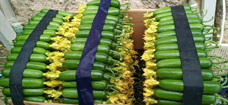 一个露天菜市场摊位,摆放着大量带黄色小花的新鲜小黄瓜,整齐排列,背景有农民正在整理蔬菜,体现产地直供的新鲜场景 菜市场摊位上的新鲜小黄瓜