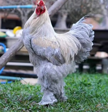 灰婆罗门梵天鸡种蛋薰衣草灰