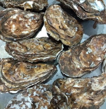 [生蚝批发]辽宁 大连 长海 生蚝价格2.00元/斤 - 一亩田