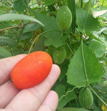 红参果苗火蜜果苗红香果苗新奇稀有水果苗红香果苗