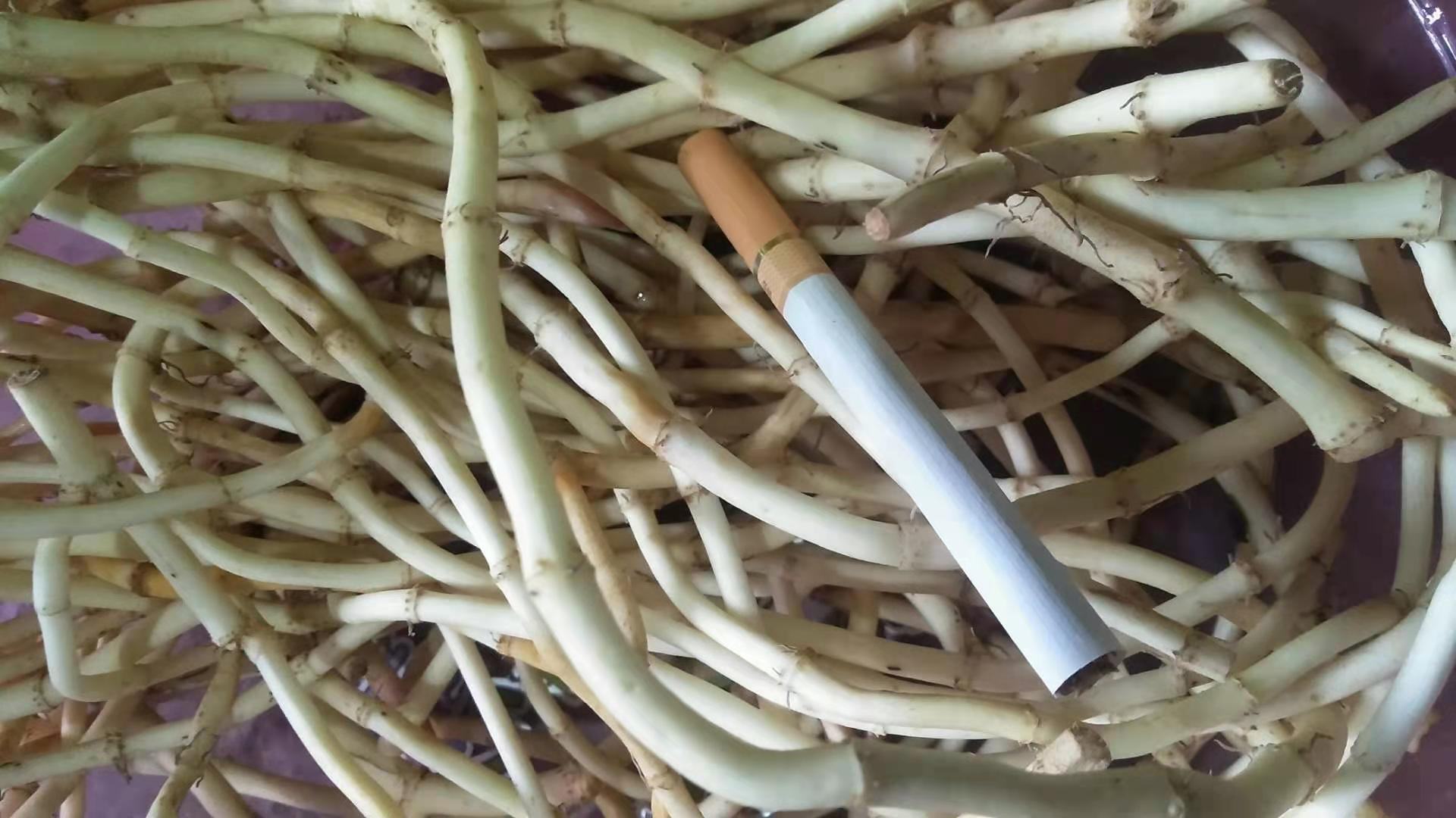 图中展示鱼腥草与蛇舌草的植物形态、药性特点及主要功效对比 鱼腥草与蛇舌草药性对比图