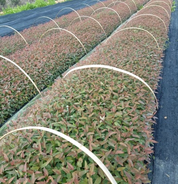 速生桉树苗广92926