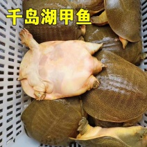 社区团购专用鳖1至1.5斤