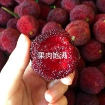 杨梅树【速生生长速度结果快】适合南北方种植成活率高
