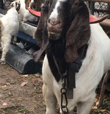 波尔山羊波尔山羊种母羊努比亚黑山羊活羊羊羔