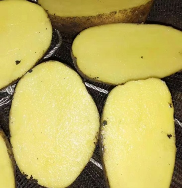 黄心土豆黄金薯全国批发