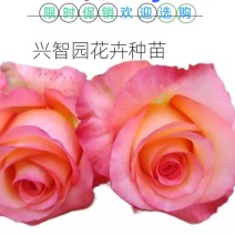 月季花苗金辉大花月季扦插苗云南昆明基地直发