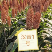 汉青种业有限公司汉青一号