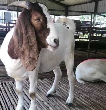 波尔山羊种公羊怀孕母羊全国包邮一只也是批发价