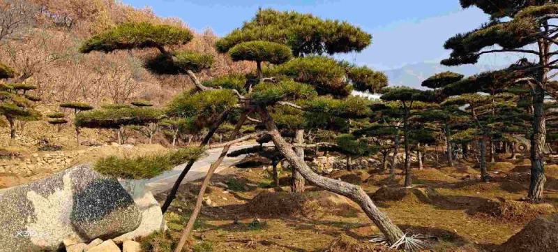 造型黑松盆景价格