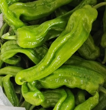 精品芜湖椒301龙椒线椒