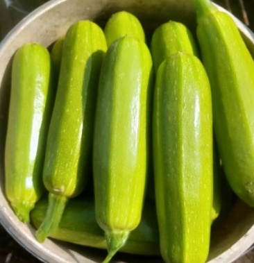 山东省优质绿皮西葫芦脆绿直条瓜产地货源一手代办