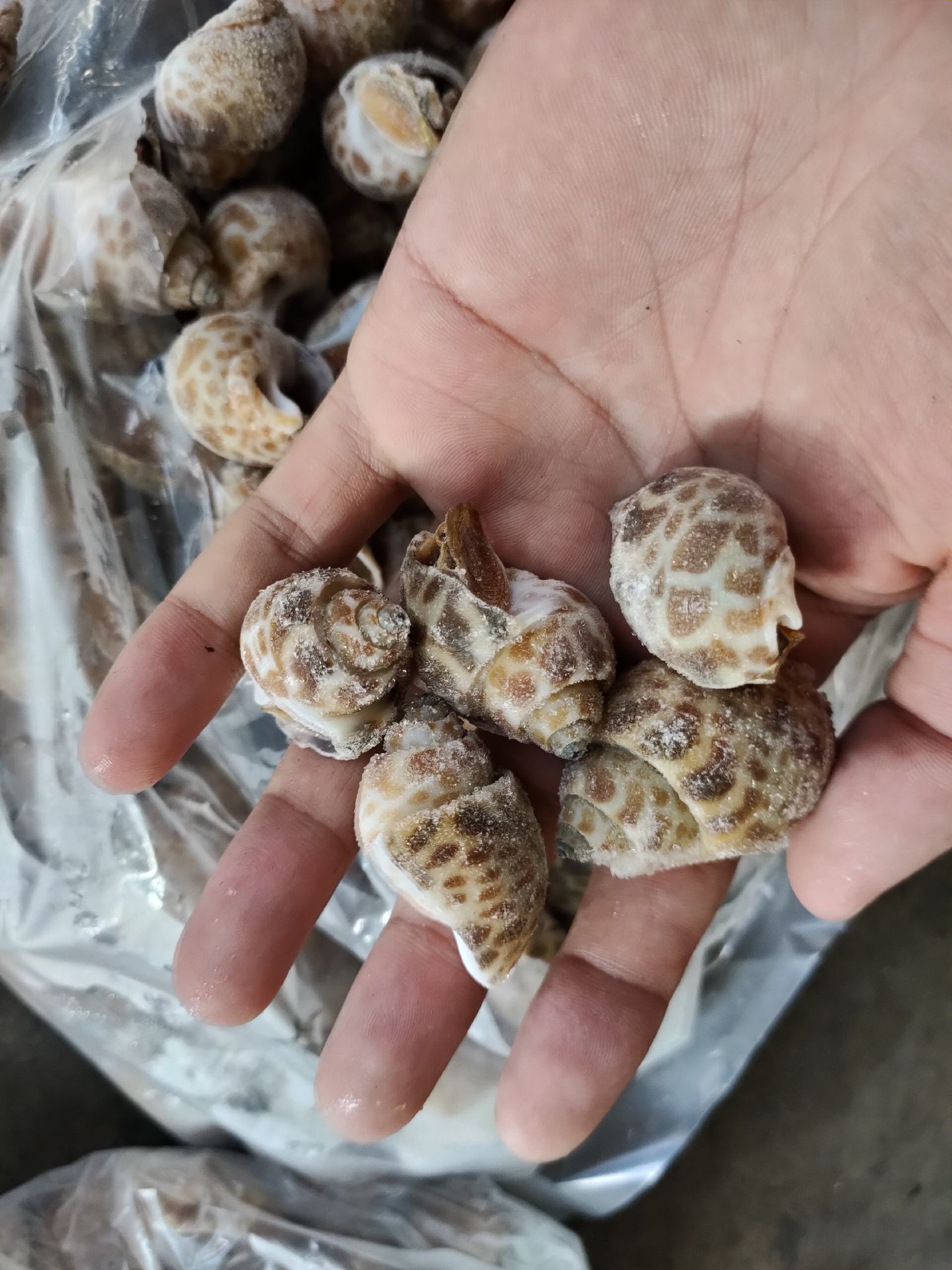 [东风螺批发]巴基斯坦花螺 东风螺价格135.00元/件 - 一亩田