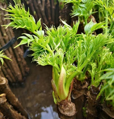 2021春季山野菜刺嫩芽 辽宁新鲜刺老芽 丹东宽甸山野菜