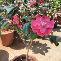 佛山市南海区云木茶花园